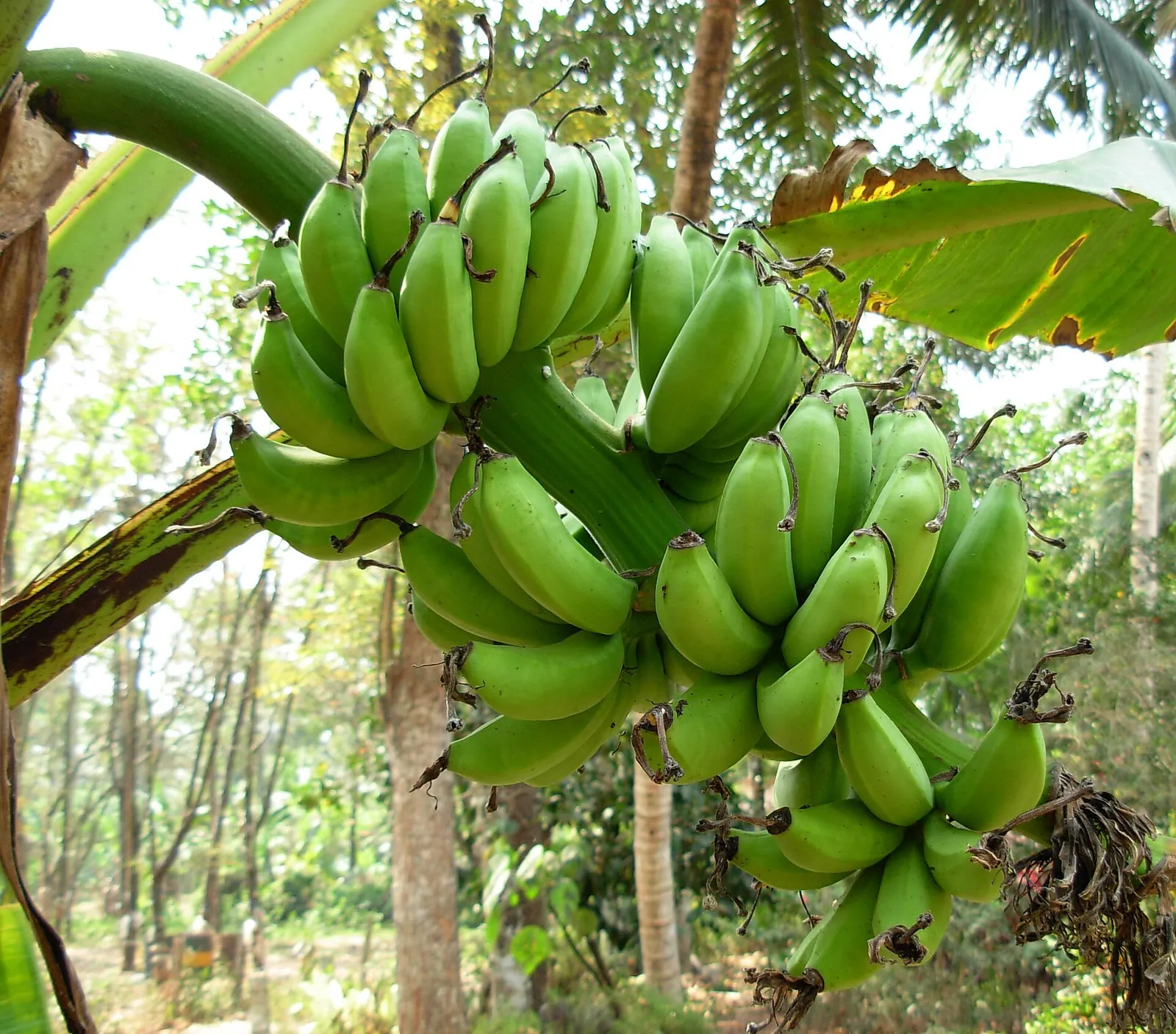 Bunch of small Kadali bananas in Kerala, compared with Nendran banana vs normal banana