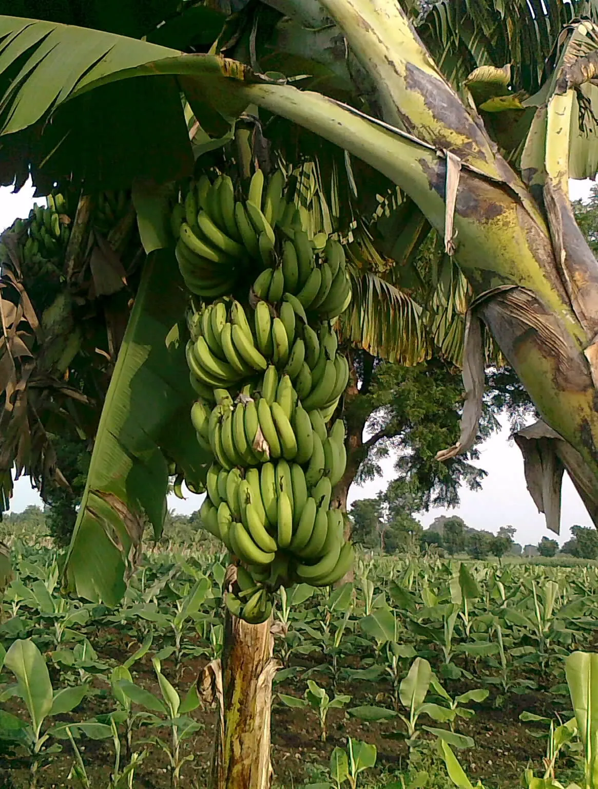 Rows of banana plants on a farm in the Nendran-growing belt near the Kanyakumari and Kerala border