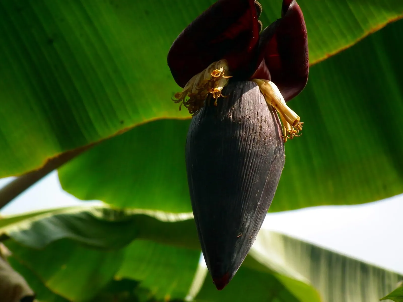 Dark maroon banana flower (vazhaipoo) hanging from a banana plant in Kerala