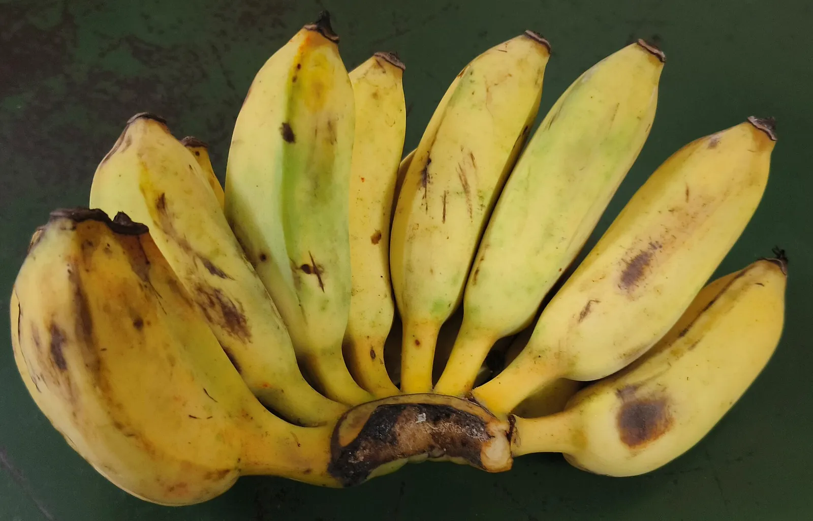 Hand of ripe Karpooravalli bananas showing stocky angular fingers