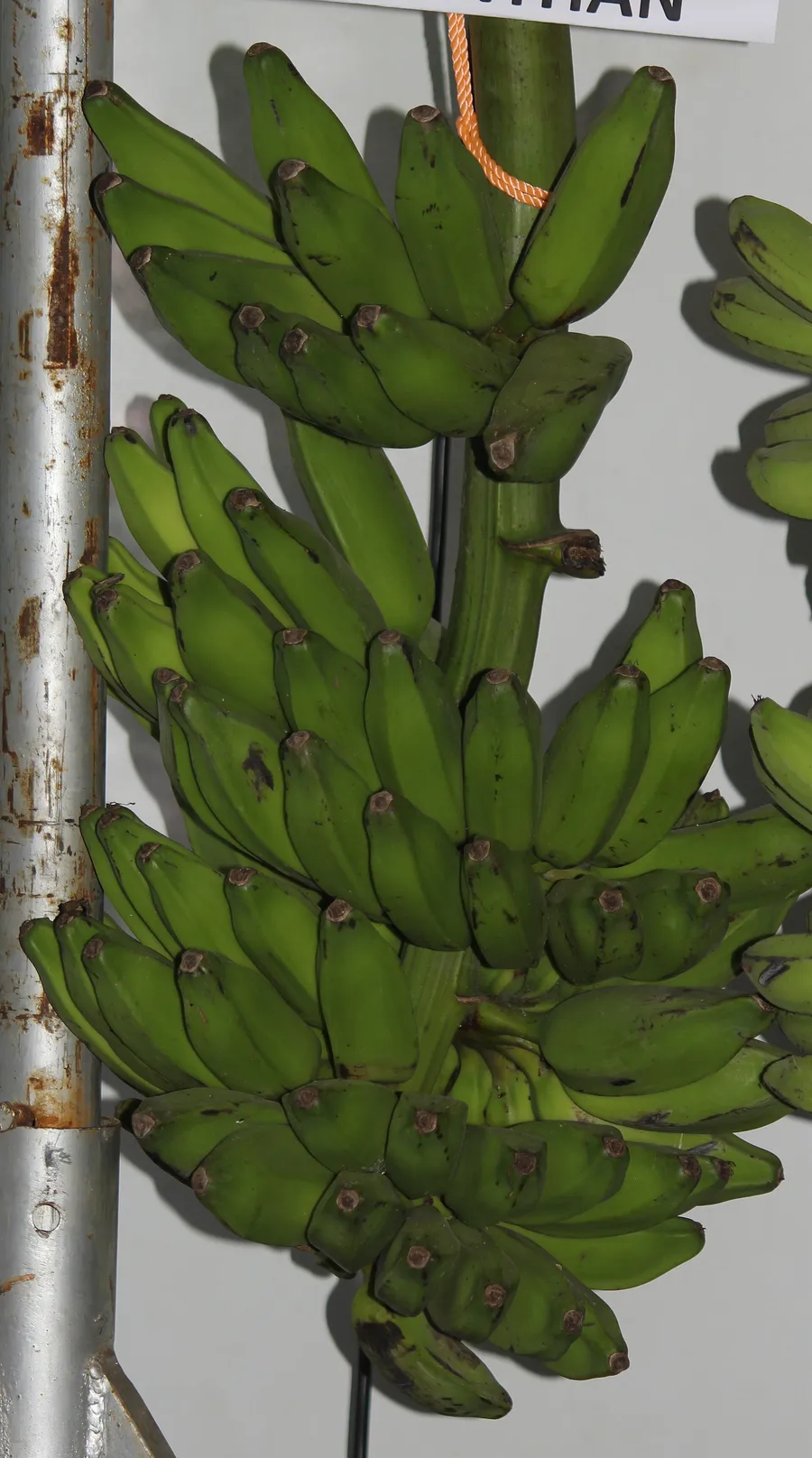 Green bunch of Nattu Monthan cooking bananas from Tamil Nadu with large angular fingers