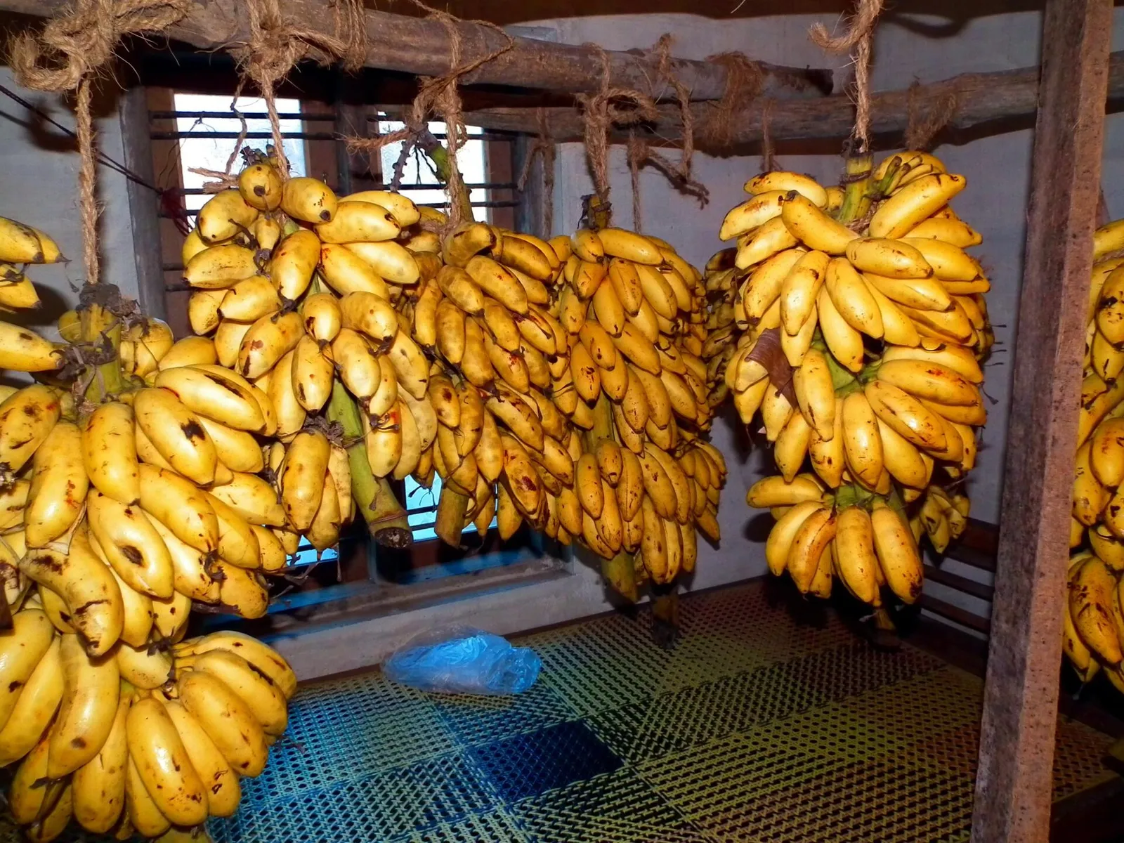 Ripe yellow banana bunches sold as Poovan pazham hanging in a shop in Kerala