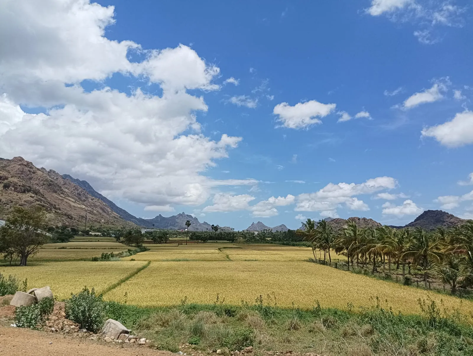 Ripening paddy fields near Nagercoil with coconut palms and the Western Ghats foothills behind