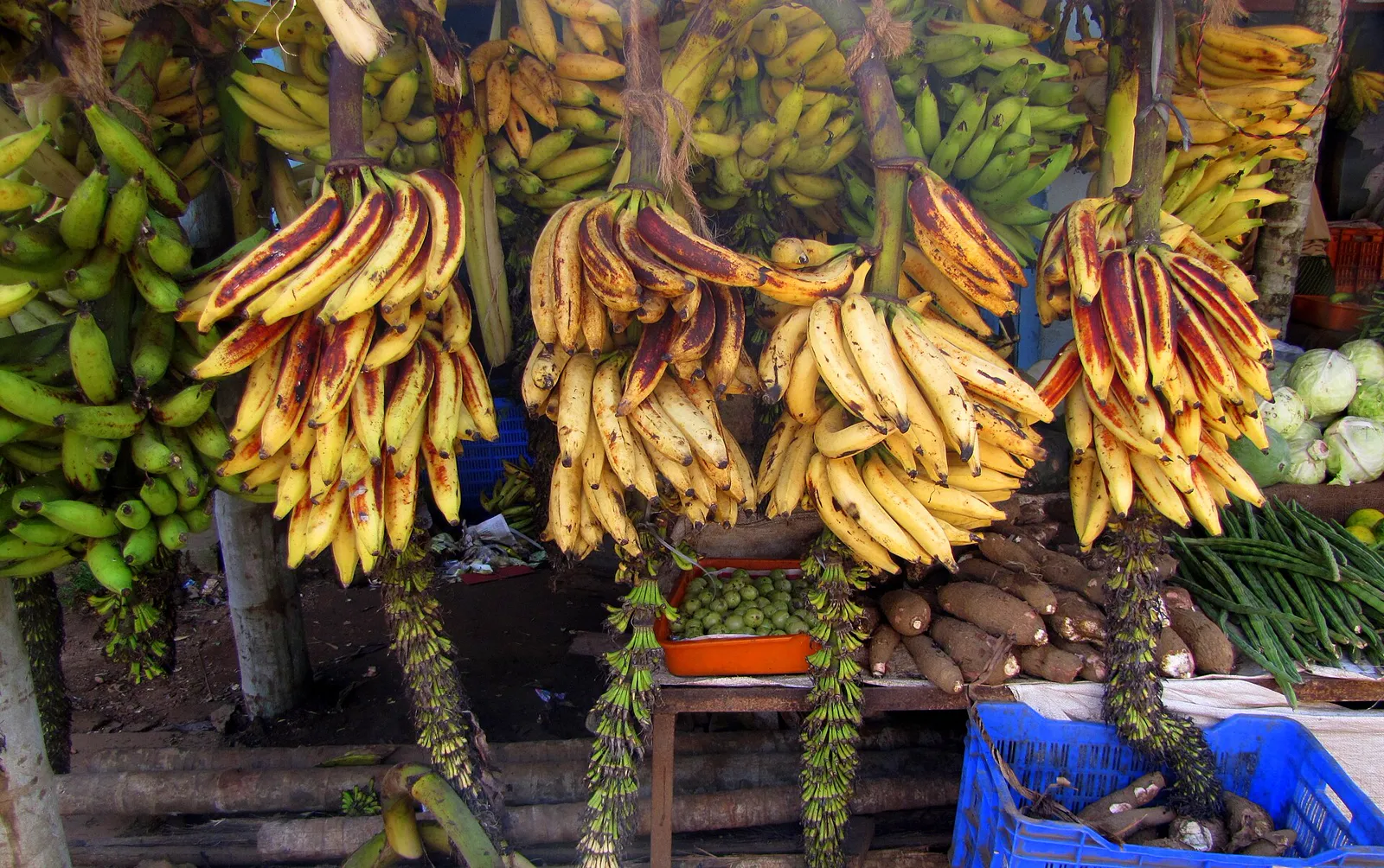 A bunch of Nendran bananas of the kind grown around Nagercoil and Kanyakumari district