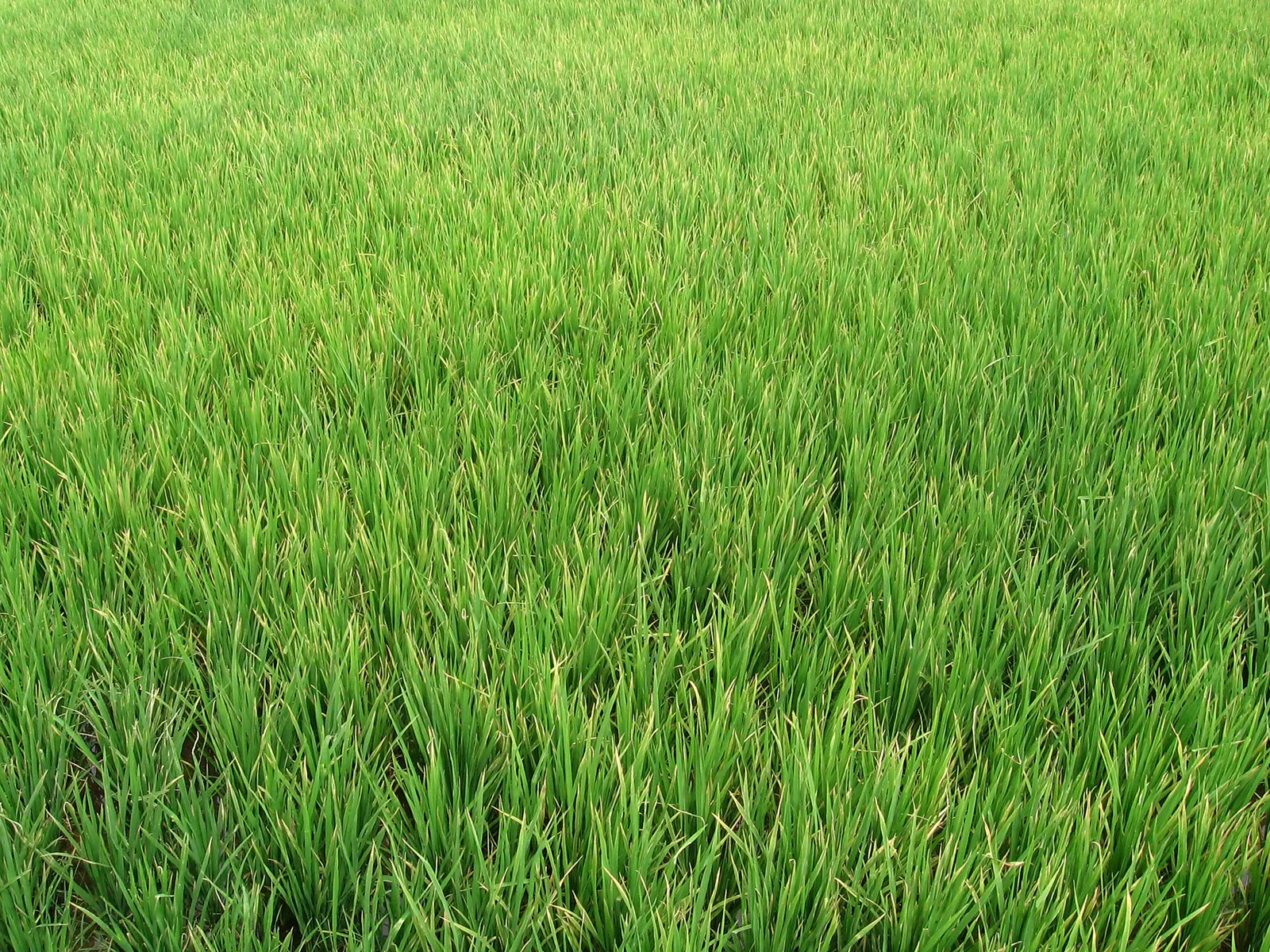 Bright green paddy fields of the kind that surround Nagercoil during the monsoon months