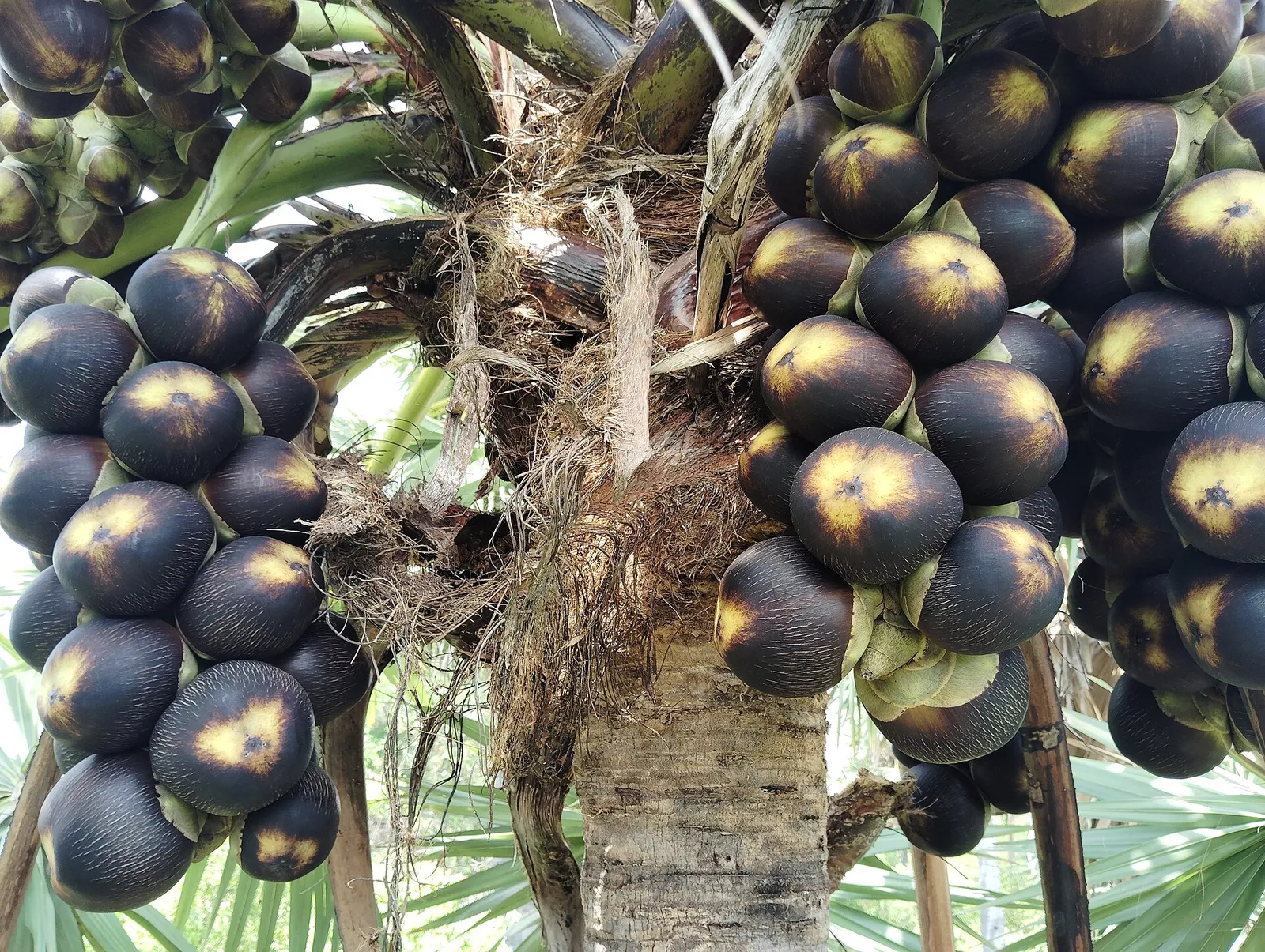 Bunches of young palmyra fruit hanging below the crown of a palmyra palm, the source of nungu or ice apple