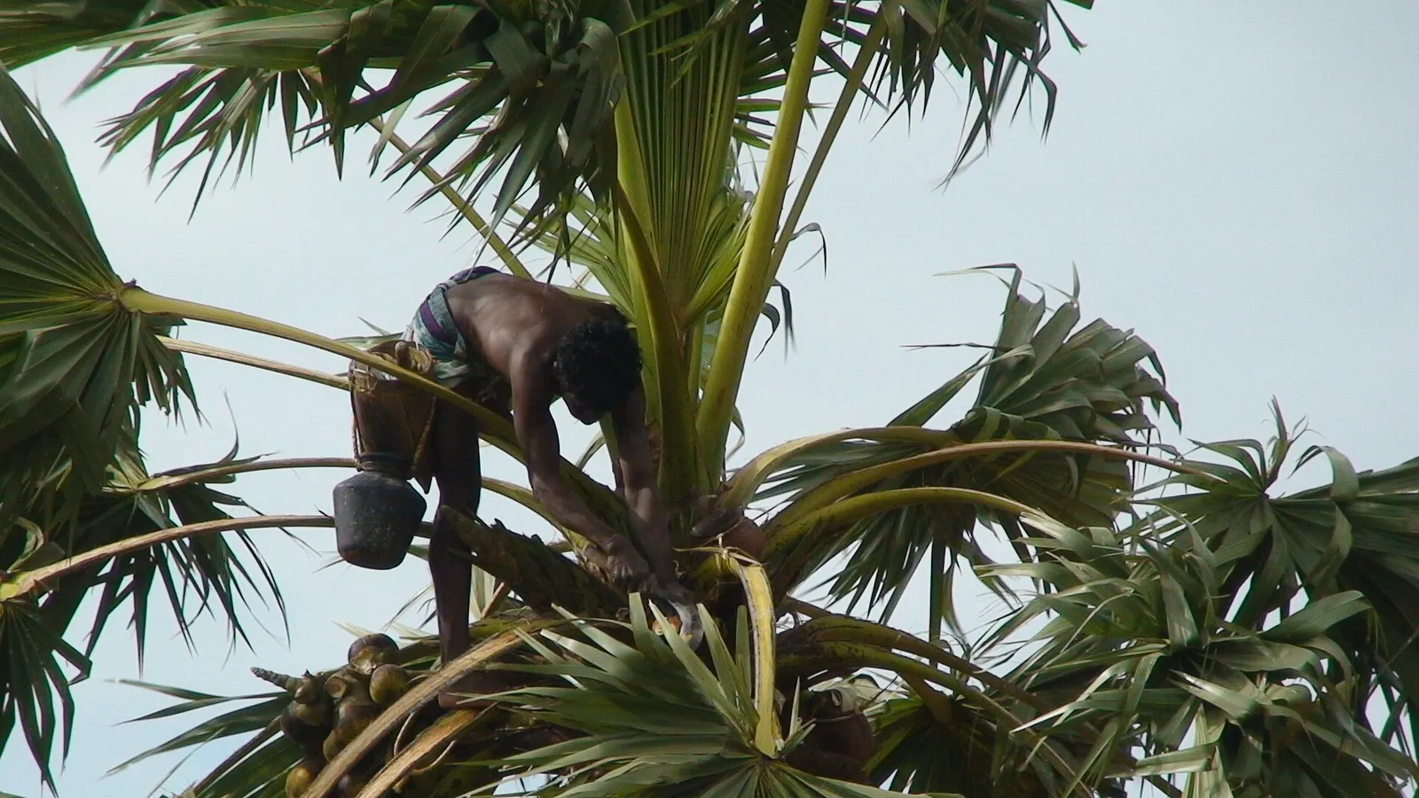 Palm tree climber at the crown of a palmyra palm in Tirunelveli district tapping pathaneer, with a collecting pot tied at his waist