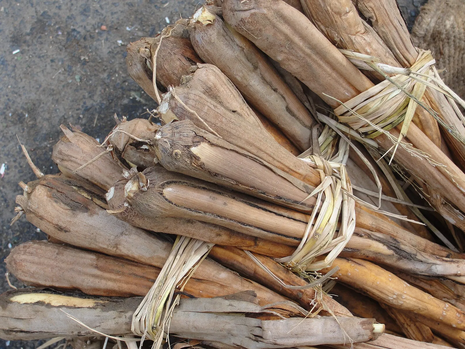 Bundles of palmyra sprout tubers, panang kizhangu, tied with palm fibre for sale